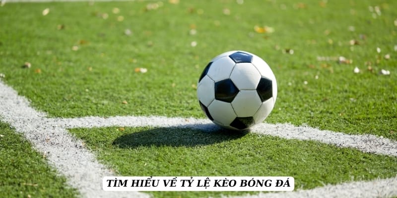 ty-le-keo-tim-hieu